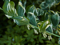 Polygonatum x hybridum Striatum IMG_4536 Kokoryczka